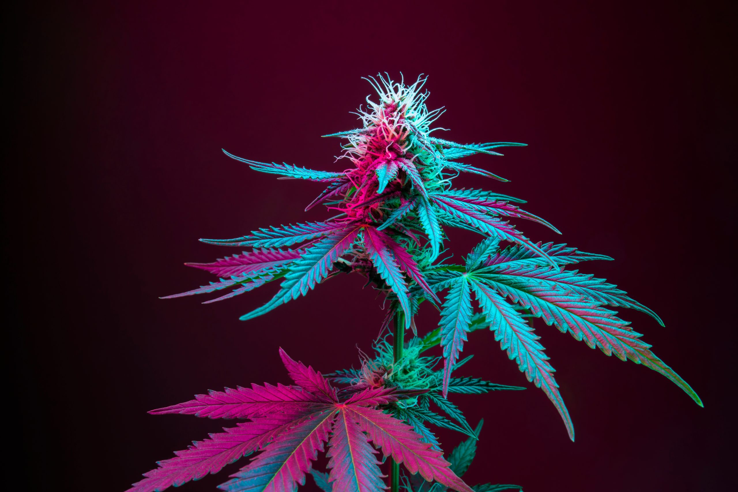 Cannabis flower